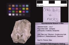 Foto (Objekt + Etiketten) von Paguroidea indet. (NHMW-GEO-1990-0041-0229)